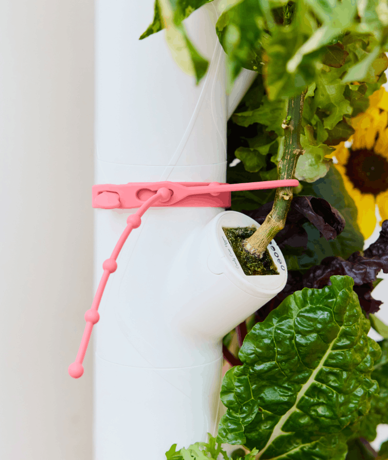Plant Belt