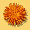 Radio Calendula
