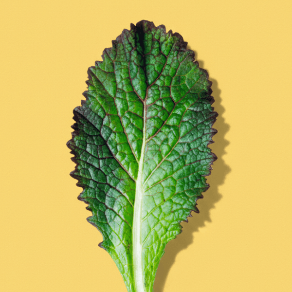 Red Mustard