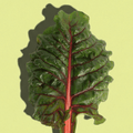 Red Swiss Chard