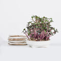 Gardyn Microgreens Red Cabbage seed pad - grow colorful purple microgreens