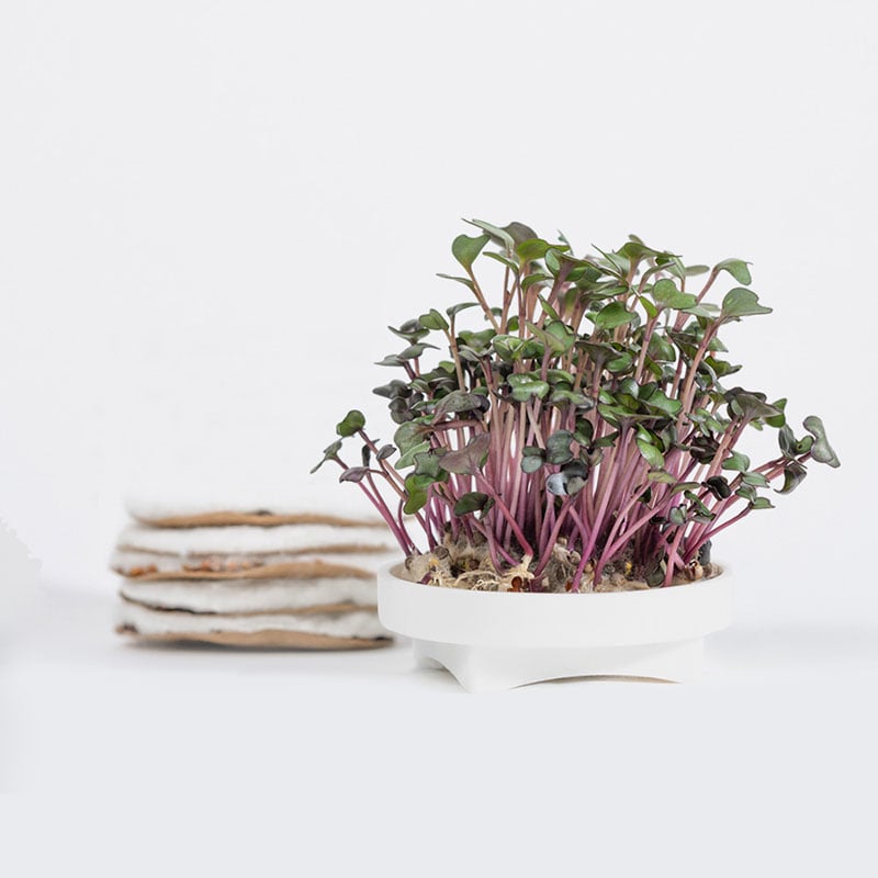 Gardyn Microgreens Red Cabbage seed pad - grow colorful purple microgreens