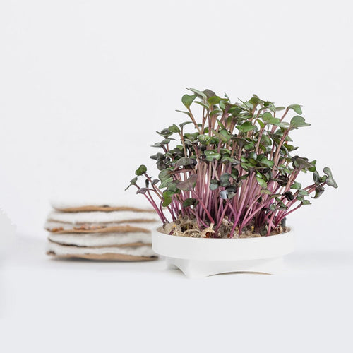 Gardyn Microgreens Red Cabbage seed pad - grow colorful purple microgreens
