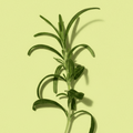 Rosemary
