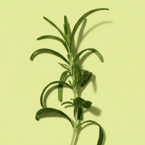 Rosemary