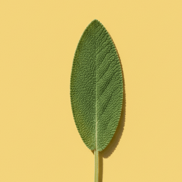 Sage