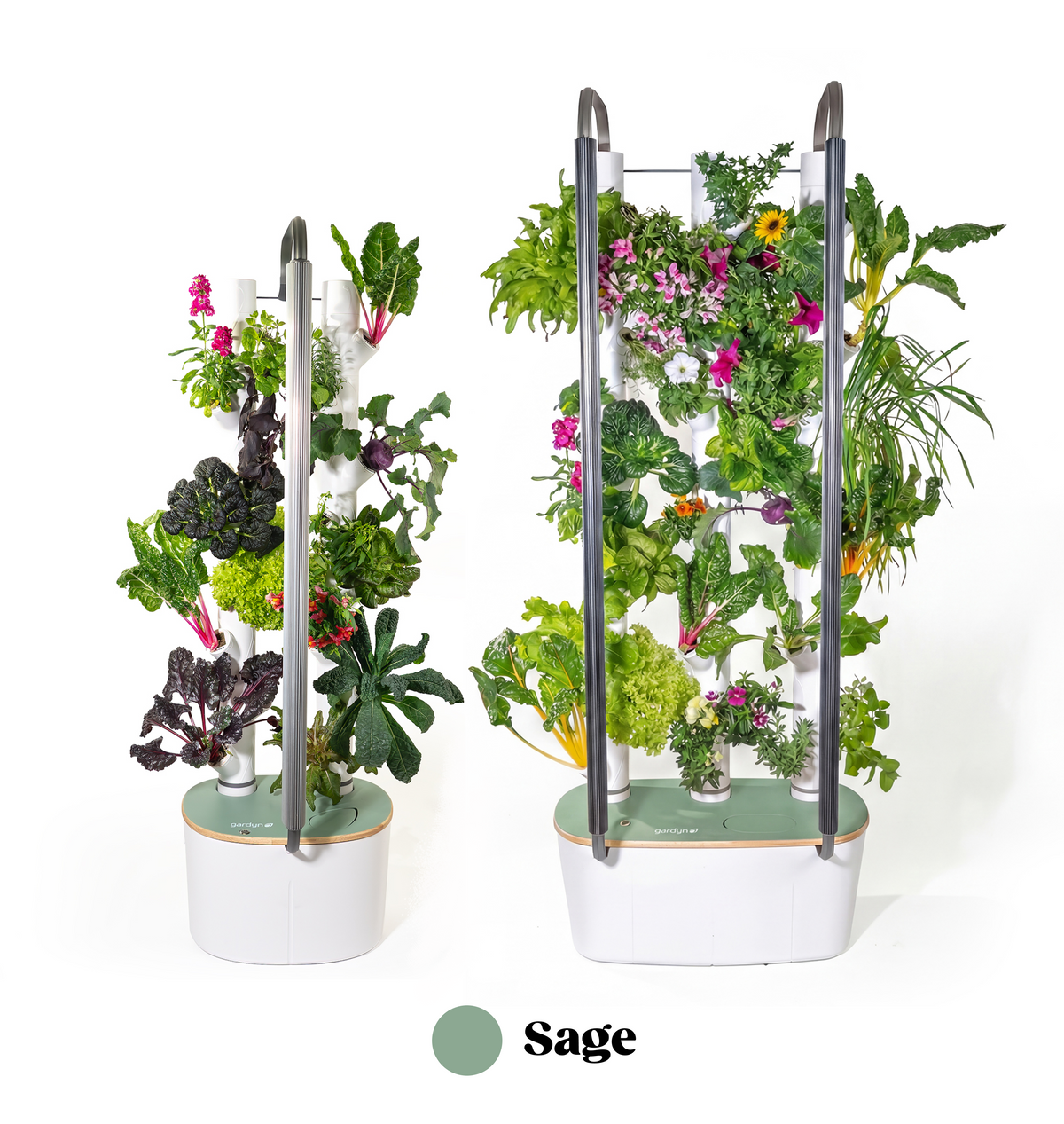 Sage