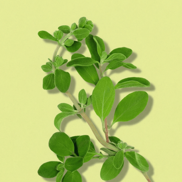 Sweet Marjoram