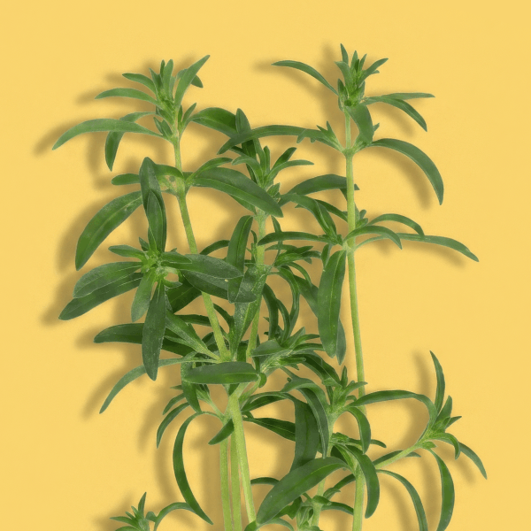Tarragon