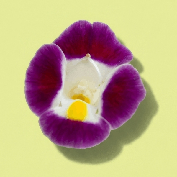 Torenia