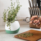 Gardyn Vase with fresh thyme growing on kitchen counter