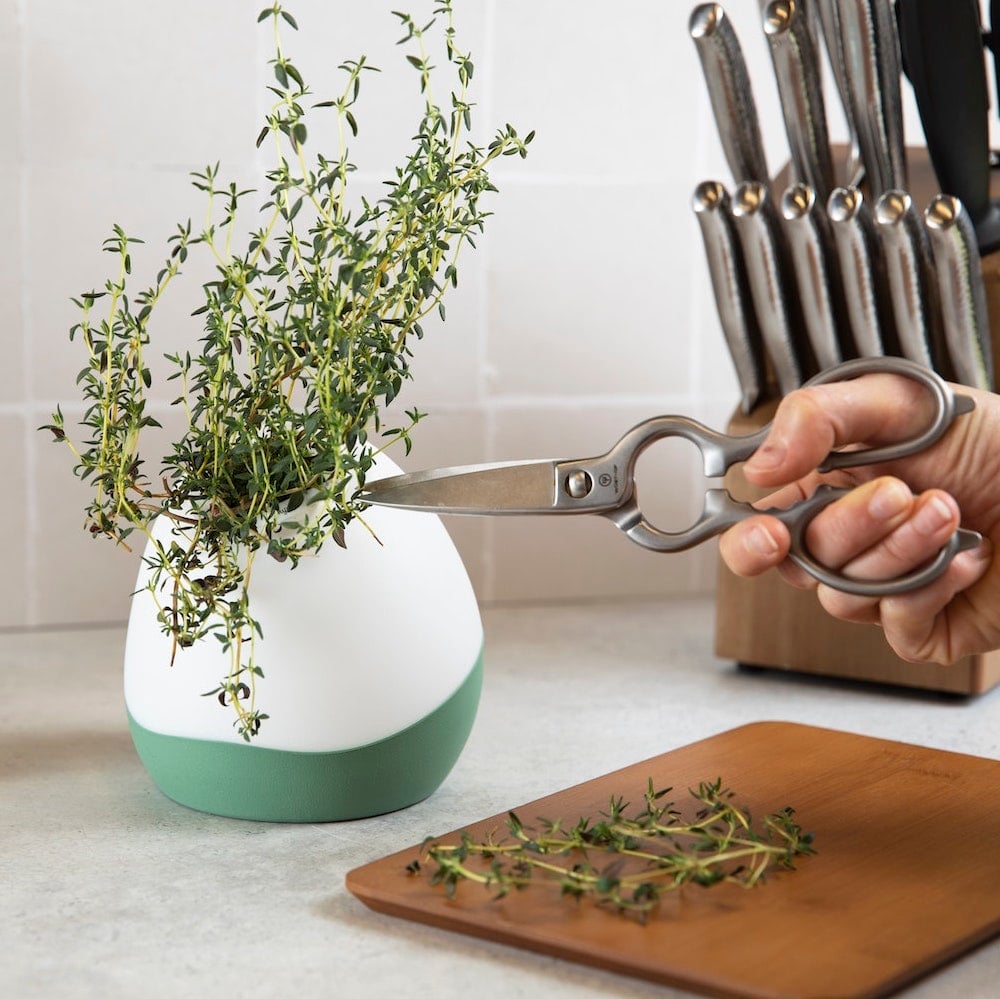 Gardyn Vase with fresh thyme growing on kitchen counter