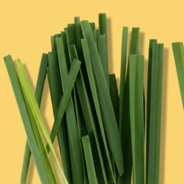 Wheatgrass