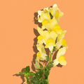 Yellow Snapdragon