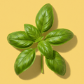 Basil