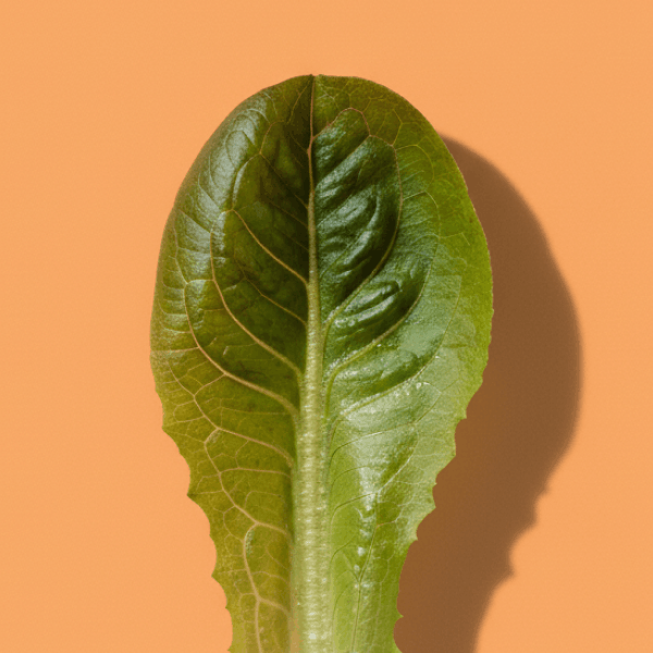 Breen Lettuce