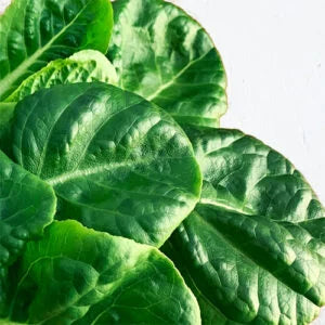 Buttercrunch Lettuce