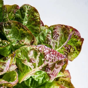 Butterhead Lettuce