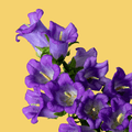 Purple Campanula