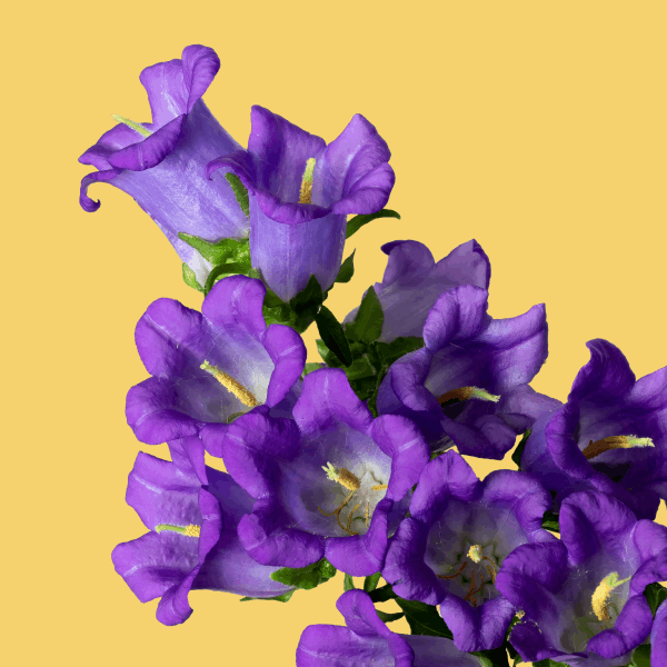 Purple Campanula