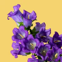 Campanula