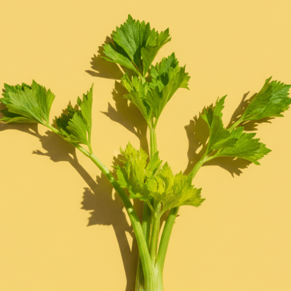 Celery