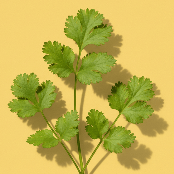 Cilantro
