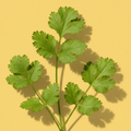 Cilantro