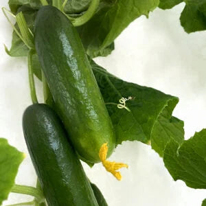 Cucumbers