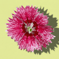 Dianthus