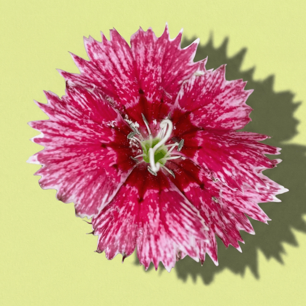 Dianthus