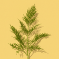 Dill