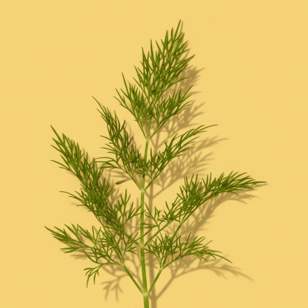 Dill