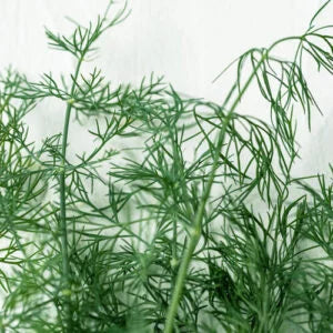 Dill