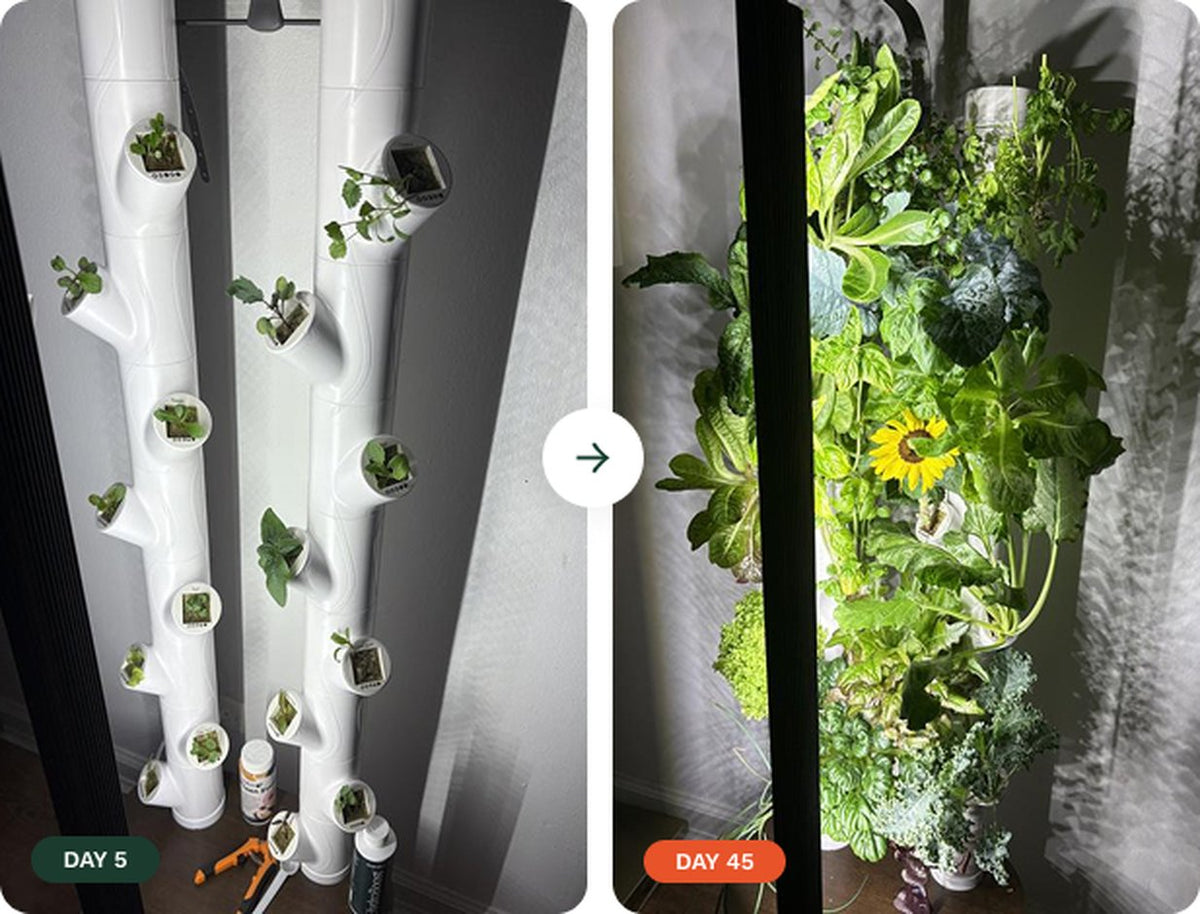 Day 5 vs Day 45 comparison