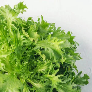 Endive