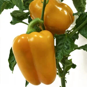 Goliath Pepper