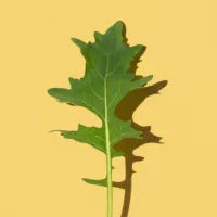 Green Mustard