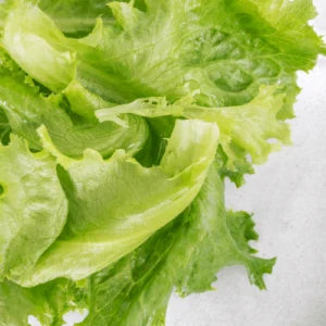 Iceberg Lettuce