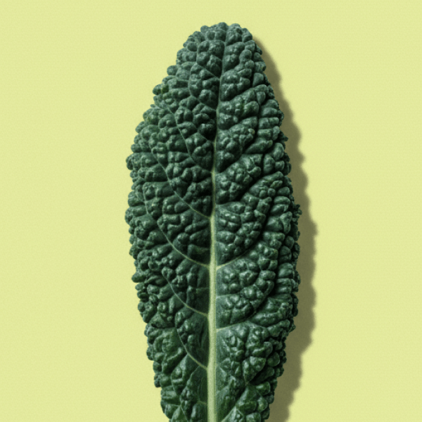 Kale Lacinato
