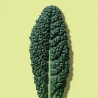 Kale Lacinato