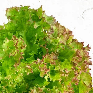 Lollo Rossa Lettuce