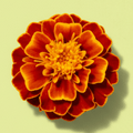 Marigold
