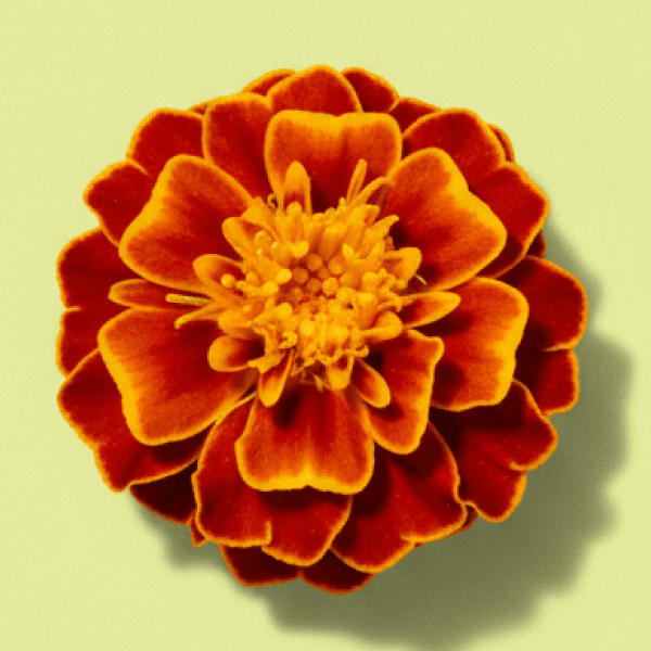 Marigold
