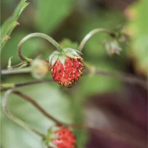 Red Mini Strawberry