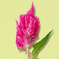 Celosia