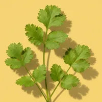Cilantro