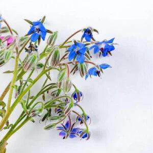 Borage