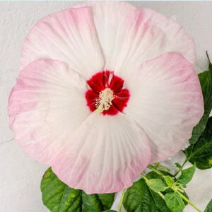 Blush Hibiscus