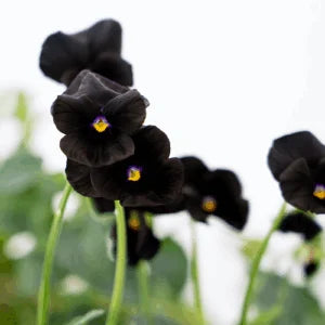 Black Viola